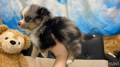 成約済の兵庫県のポメチワ:ポメラニアン×チワワ-348617の9枚目